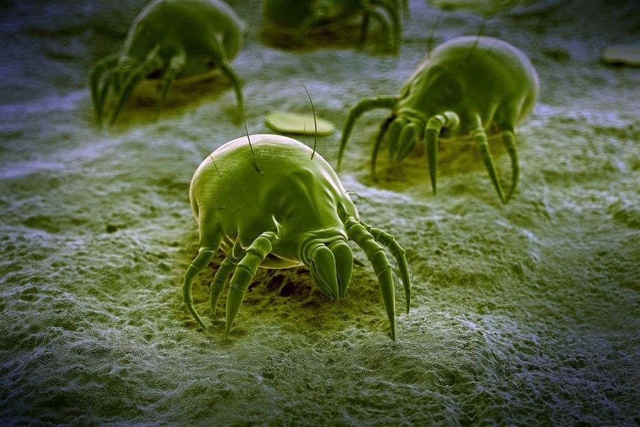 Dust Mite