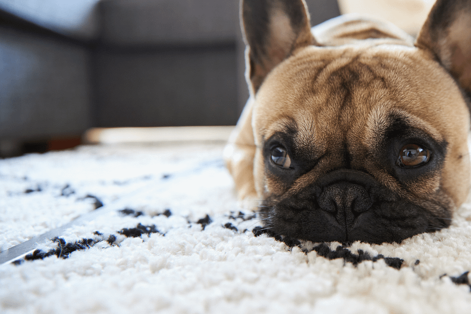 Dog Lying on Carpet